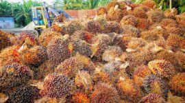Buah Kelapa Sawit. (Pixabay.com/tristantan)