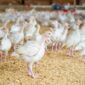 Stabilitas Harga Ayam Hidup. (Pixabay.com/twinquinn84) 
