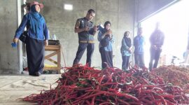Tim Bapanas melakukan pengambilan sampel cabai dari berbagai titik distribusi dan pasar tradisional. (Dok. Bapanas)